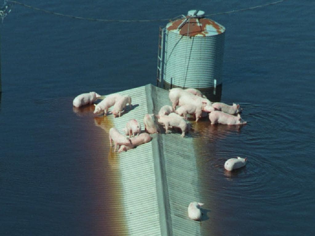 SEPTEMBER 18, 1999 : Struggling to stay alive pigs sit atop their barn to escape floodwaters in North Carolina 18/09/99 after Hurricane Floyd swept across several US states. USA / Weather / Flooding / Animal / Pig